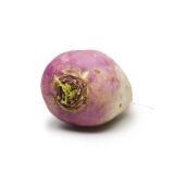 Navets jung Speiserübchen weiß/violett