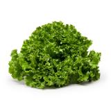 Salat Batavia, grün