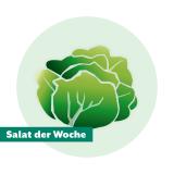 Salat der Woche: Batavia grün