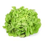 Salat Eichblatt, grün