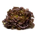 Salat Eichblatt, rot