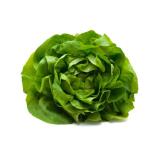 Salat Kopfsalat, grün