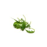 Salat Rucola