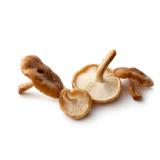 Shiitake