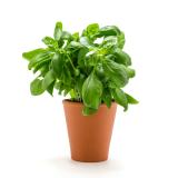 Kräuter im Topf Basilikum