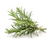 Rosmarin im Bund
