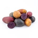 1,5kg Kartoffeln Bunte Kollektion 4 Sorten bunt gemischt