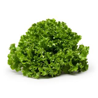 Salat Batavia, grün