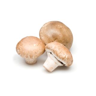 Steinchampignons