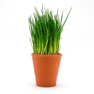 Kräuter im Topf Schnittlauch