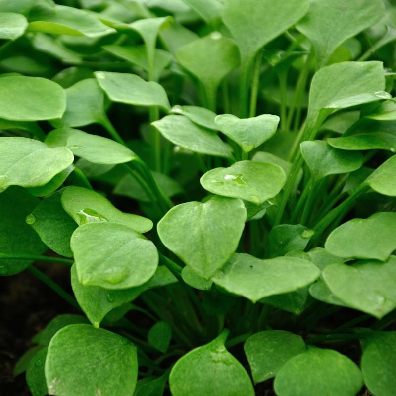 Bunter Portulak-Quinoa-Salat