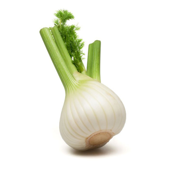 Fenchel