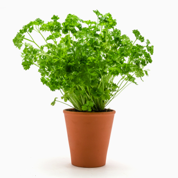 Kräuter im Topf Petersilie krause