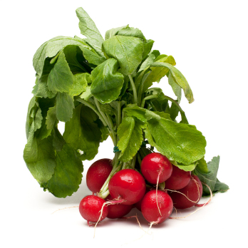 Radieschen