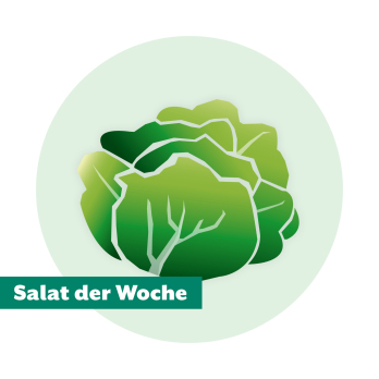 Salat der Woche: Batavia grün