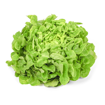 Salat Eichblatt, grün