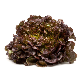 Salat Eichblatt, rot