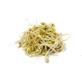 Sprossen  Mungbohnensprossen (Sojasprossen)