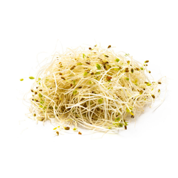 Sprossen Alfalfasprossen