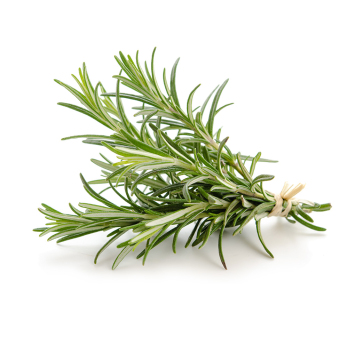 Rosmarin im Bund