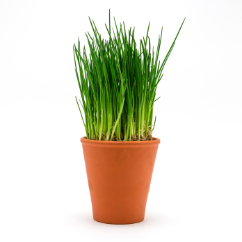 Kräuter im Topf Schnittlauch